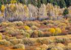 USA, Wyoming. Aspens and willow in fall color along Buffalo Valley Road just east of the Tetons Art Print